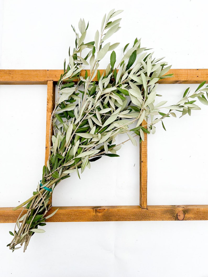 May include: A bunch of olive branches with green leaves tied together with a blue rubber band, resting on a wooden frame against a white background.