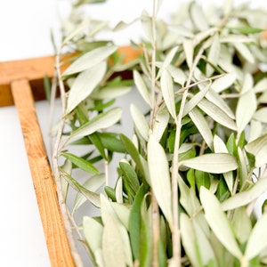 May include: A bunch of olive branches with green and silver leaves.