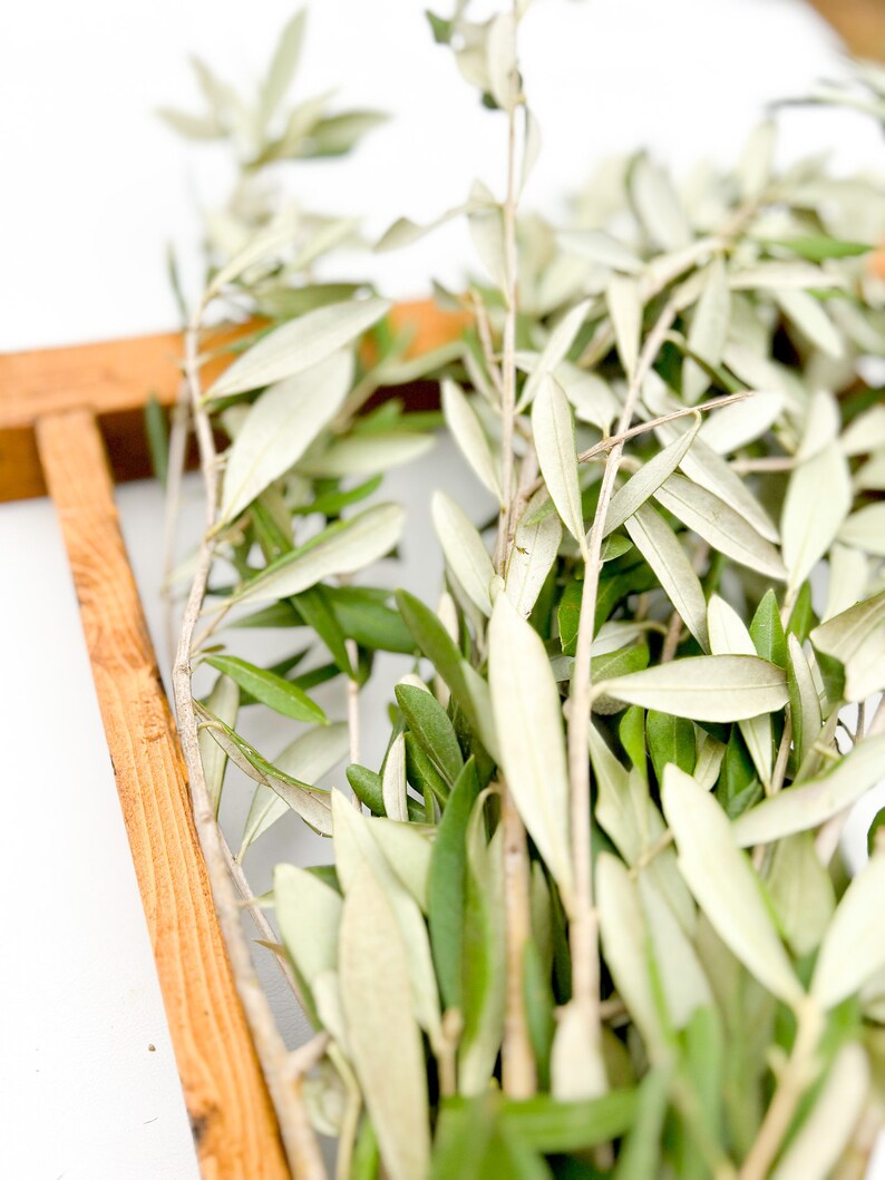 May include: A bunch of olive branches with green and silver leaves.