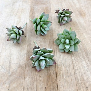 Faux Succulent Stems: Mini Echeveria Plant, Vase Filler