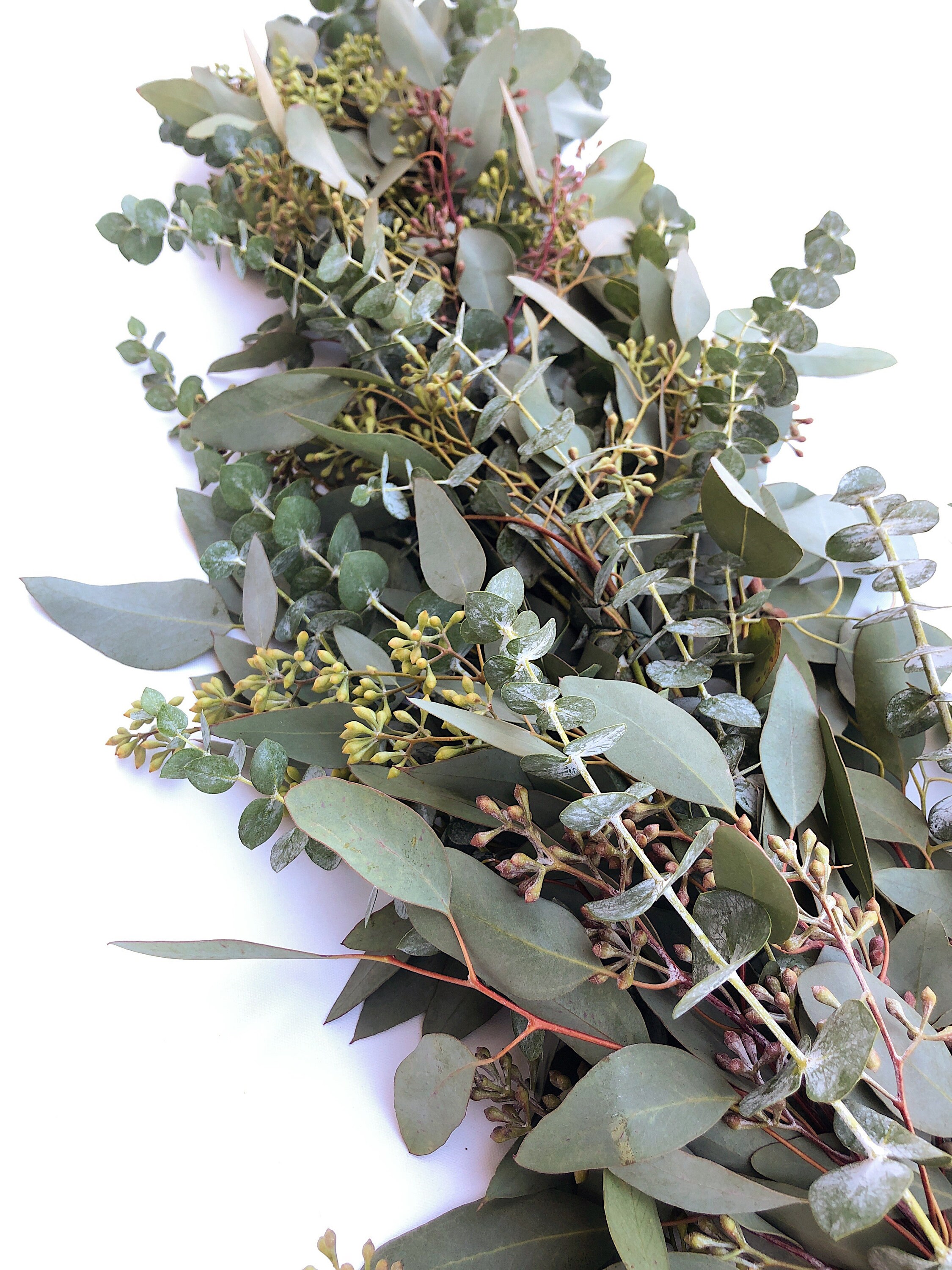 Fresh Eucalyptus Garland A Variety of Real Greenery Garland Etsy