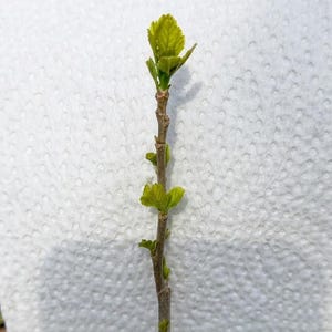 Könnte beinhalten: Nahaufnahme eines schlanken, braunen Stiels mit kleinen, hellgrünen Blättern, die austreiben. Die Blätter sind leuchtend grün und der Stiel ist vor einem weißen, strukturierten Hintergrund platziert. Das Bild zeigt die frühen Stadien des Pflanzenwachstums.