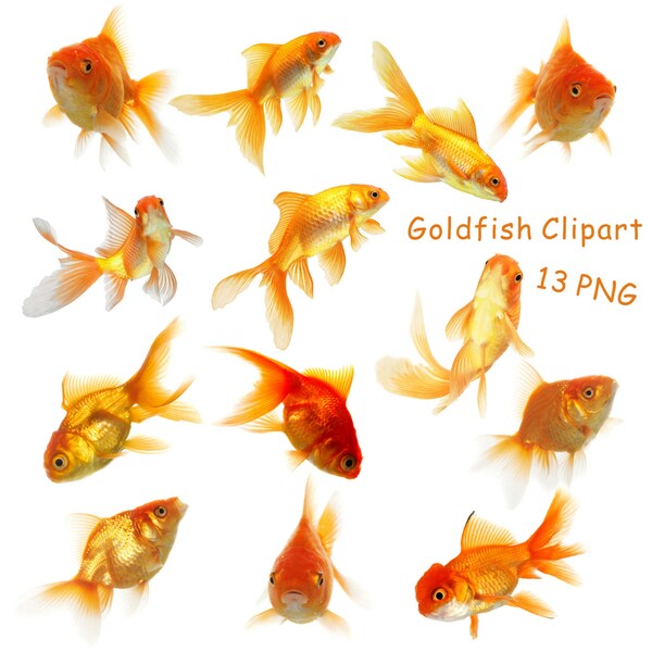 Fish Clipart, Goldfish Clipart, Digital Goldfish Image, Goldfish Graphics, Clipart Goldfish, Intant Download, 300 DPI,  PNG Files