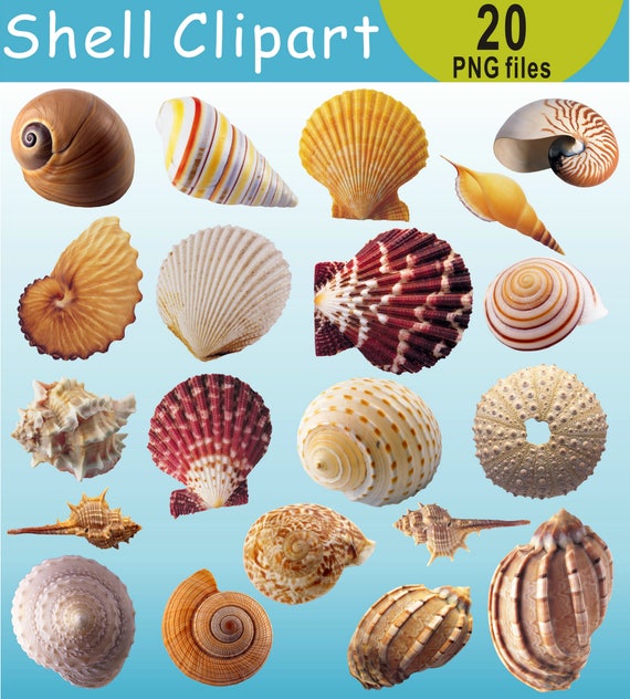 Seashell Clipart, Shell Clip Art, Under the Sea Shells Clipart