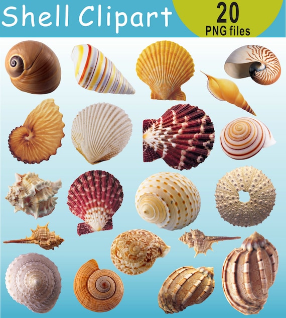 Seashell Clipart, Shell Clip Art, Under the Sea Shells Clipart