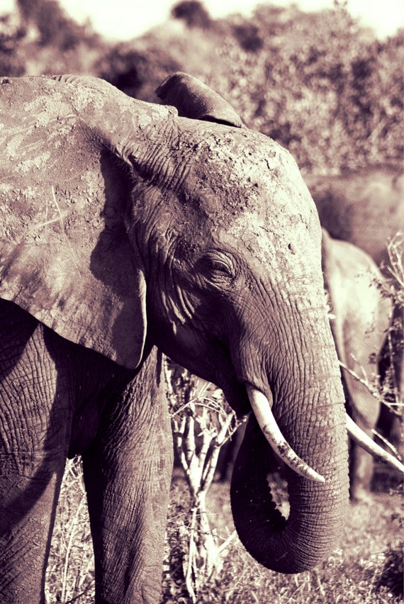 Kenia Kenia Drucken Drucken Safari Elefant Ausdrucken Etsy
