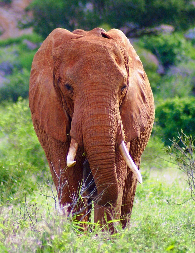Kenya Photography Kenya Safari Elephant Decor Wall Art | Etsy