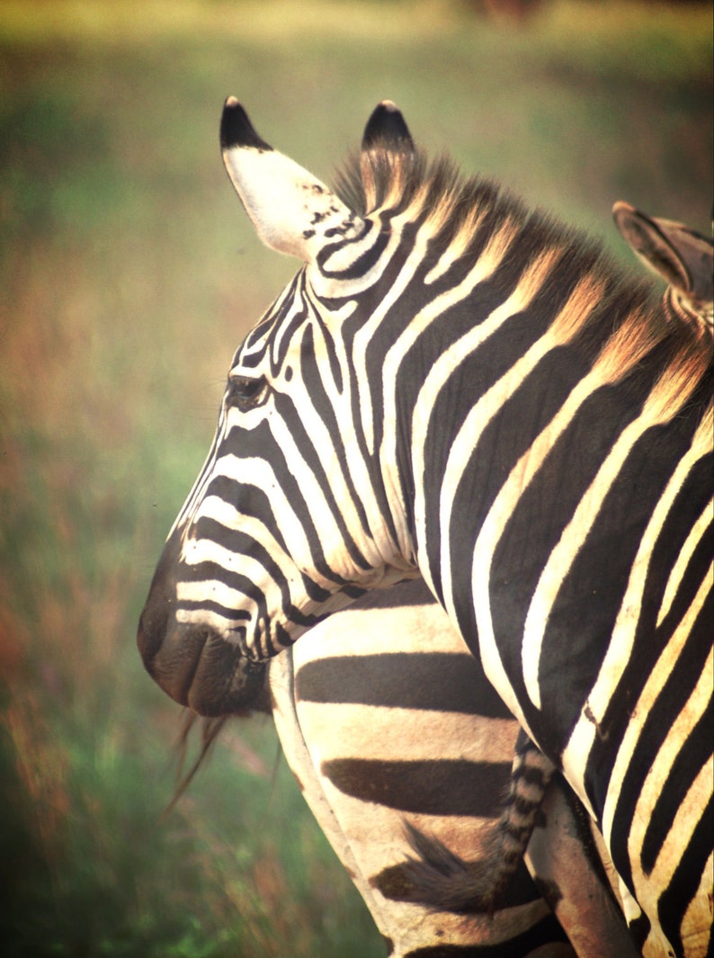 Kenya Photography Kenya Safari Zebra Stripes Wall Art | Etsy