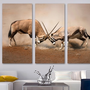 Two Male Gemsbok fight Antelope Canvas Print Wall Art. Wildlife animal print, Gazelles - Giclee home art decor, wall decor, interior design