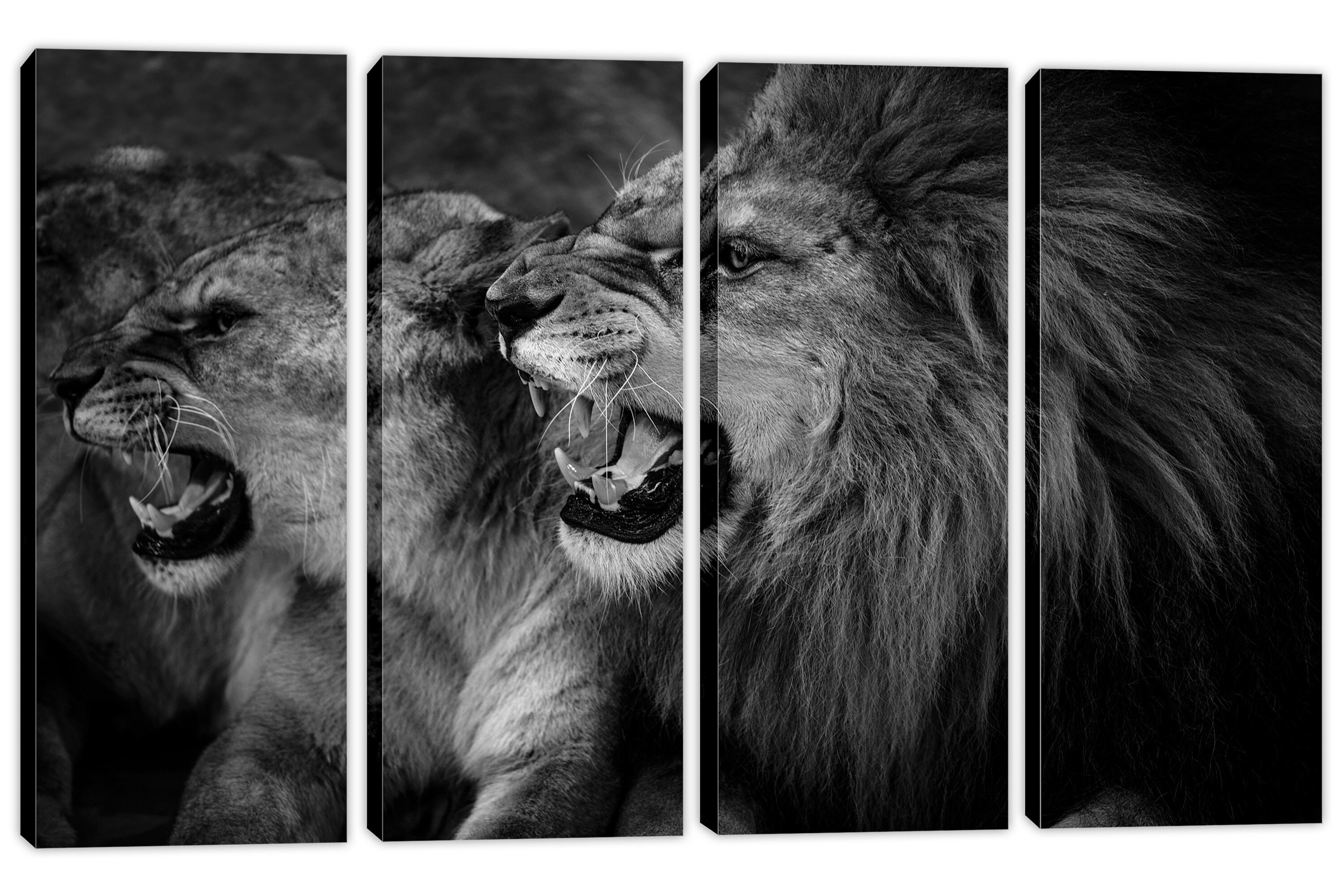 Roaring Lion and Lioness Wall Art Canvas Print Black and Etsy Denmark