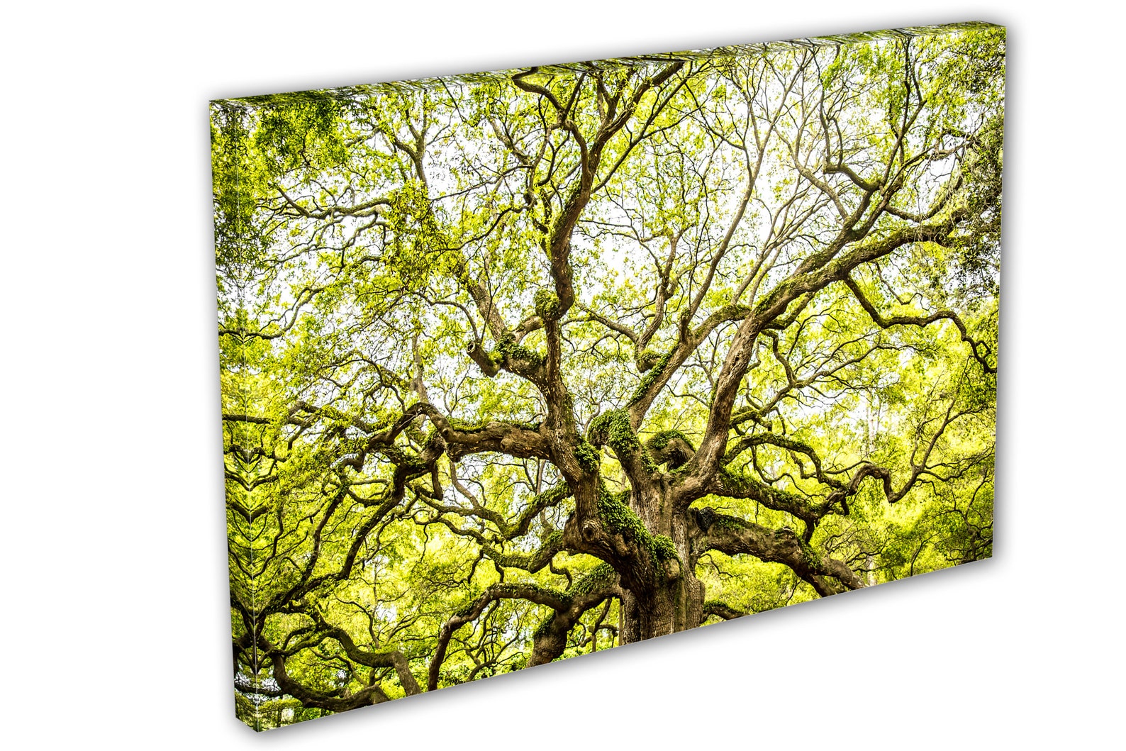 Angel Oak Tree Wall Art Canvas Print in Yellow Green Color. Etsy