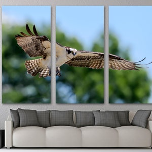 Osprey in flight Canvas Print Wall Art, Wild Bird Art, Animal Print, Wildlife Photography Giclee home art decor, wall decor, interior design