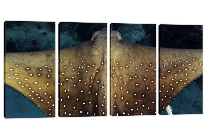 Spotted Eagle Ray Closeup Canvas Print Marine Life Giclee Print For Home Wall Decor And Interior Design 3 Panel Split Triptych Wall Art Giclee Art Collectibles Safarni Org
