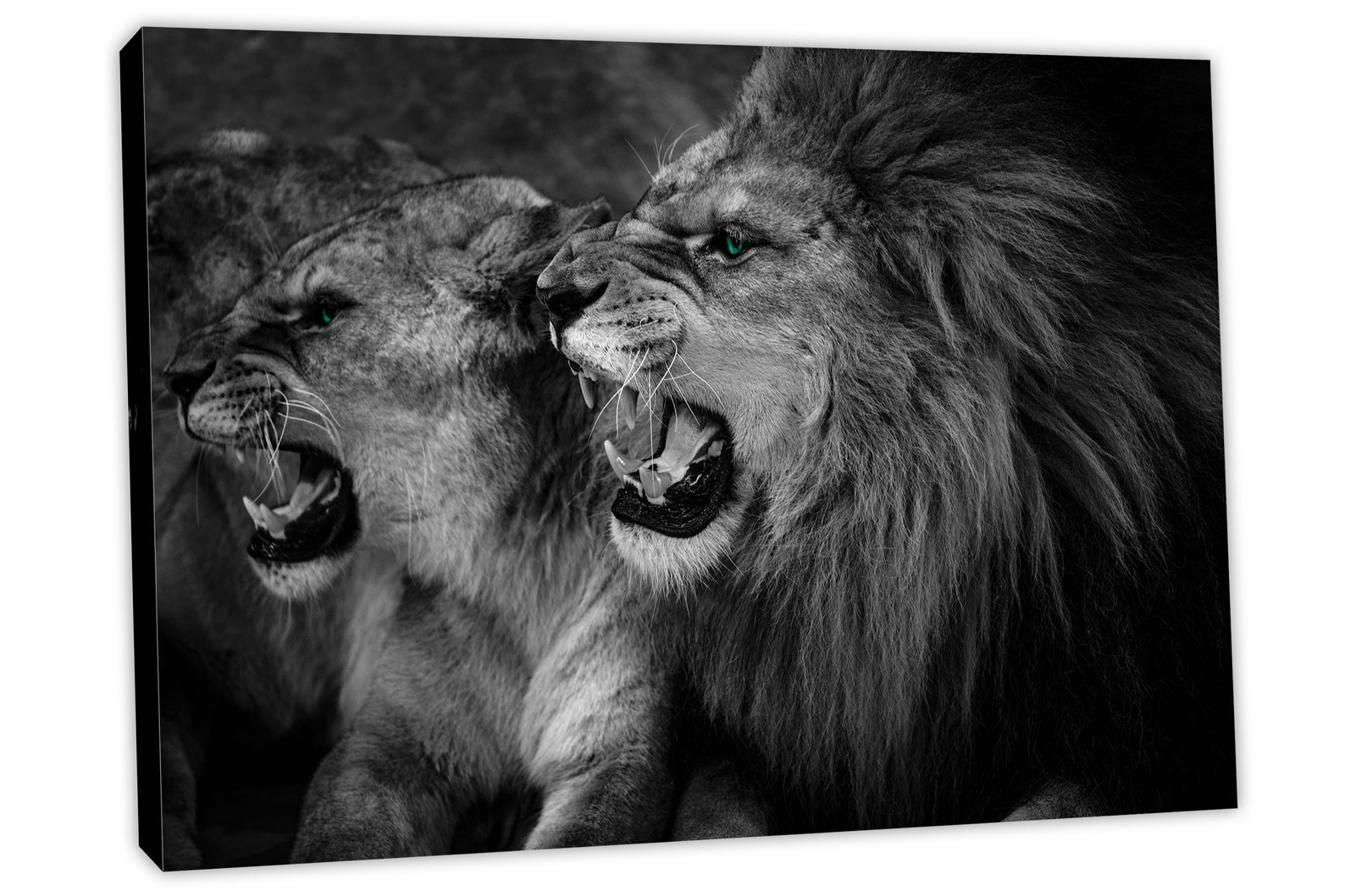Roaring Lion and Lioness Wall Art Canvas Print. Black & White Etsy