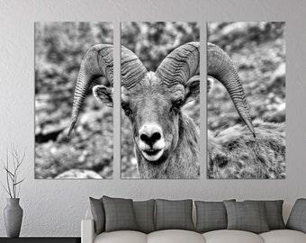 Bighorn Sheep Canvas Wall Art in Black and White, Wildlife Portrait Print for Rustic Lodge