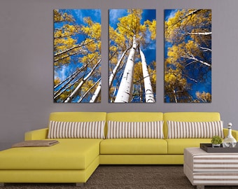 Aspen Trees and Blue Skies. 3 Panel Split (Triptych) Canvas Print. Forest, Nature photography for wall decor, interior design. Yellow leaves