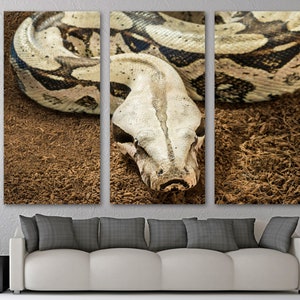 Peut inclure: Gros serpent brun clair et noir avec une peau à motifs. Le serpent est enroulé sur une surface de terre brune.