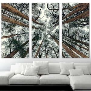 Cedars Trees Wall Art Canvas Print as Forest Nature Decor. Tree Wall Art view from below - Giclee wall decor, home decor, office decor