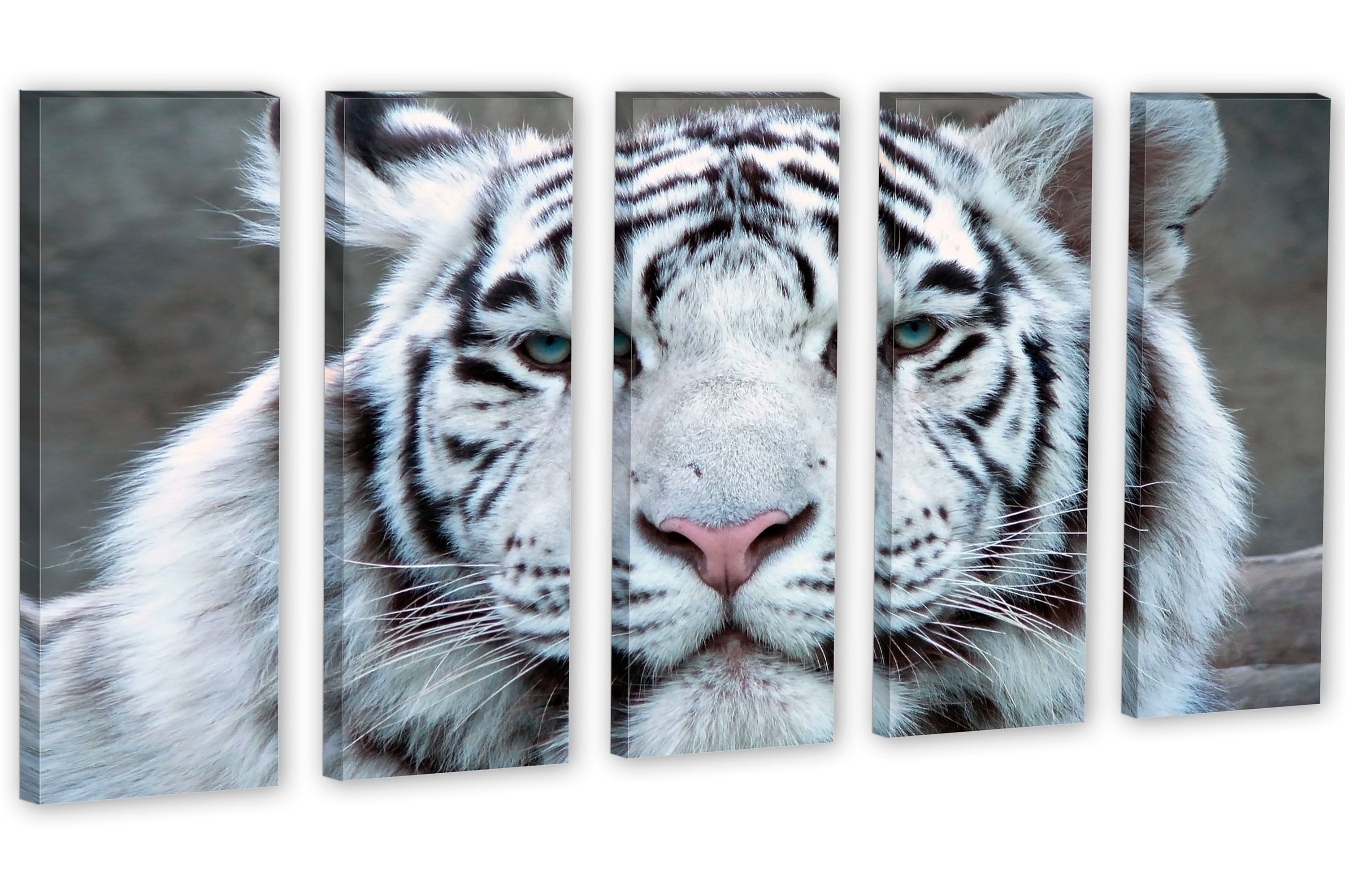 White Tiger Wall Art Closeup Canvas Print. Wildlife Etsy