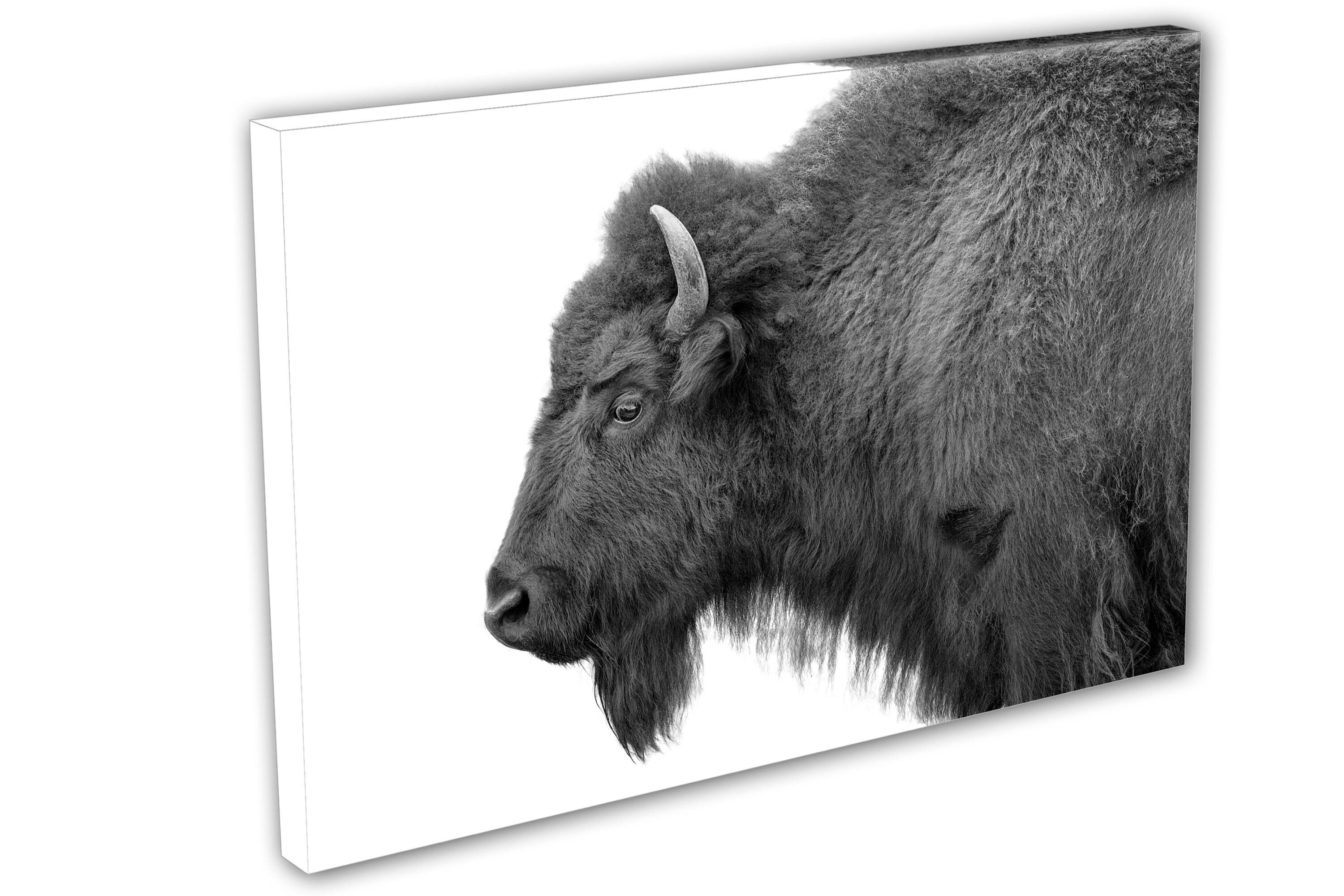 Bison Wall Art Black and White Canvas Buffalo Animal Print. Wildlife ...