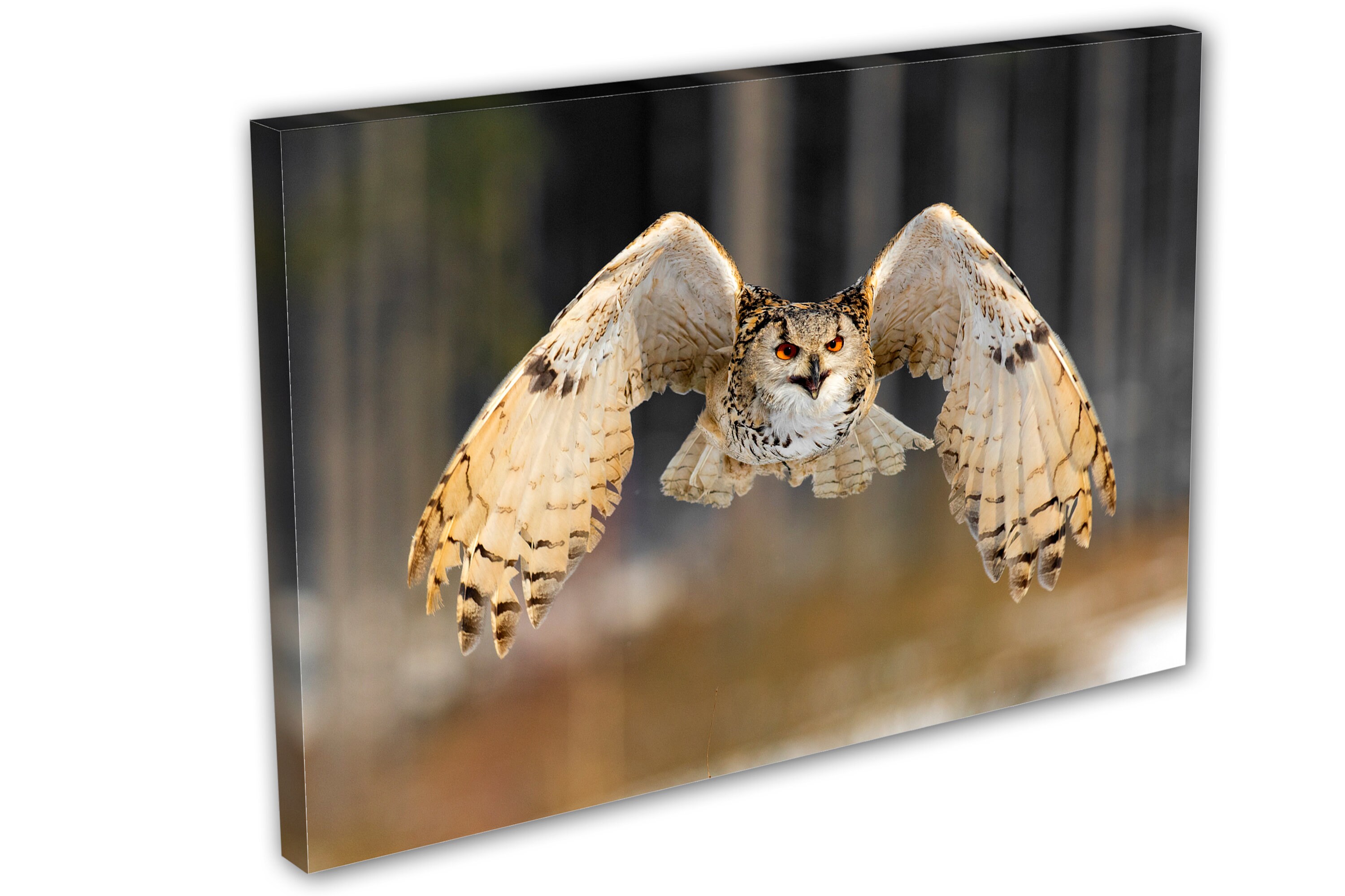 Siberian Eagle Owl Flying Canvas Print Wall Art. Animal Art Print ...