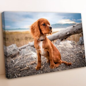 May include: A brown and white puppy with long, floppy ears sits on a rocky surface. The puppy is looking to the right of the frame. The background is a blurry image of a body of water and a cloudy sky.