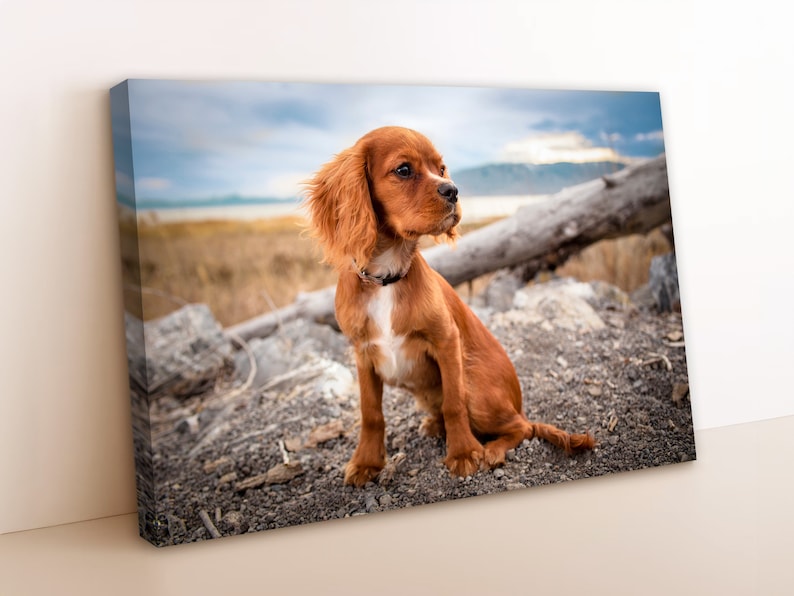 May include: A brown and white puppy with long, floppy ears sits on a rocky surface. The puppy is looking to the right of the frame. The background is a blurry image of a body of water and a cloudy sky.