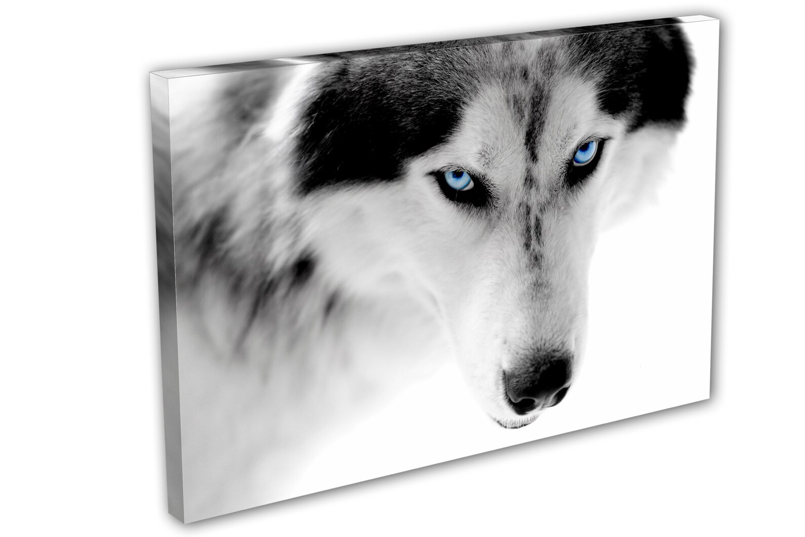 Blue Eyes Wolf 3 Panel Split Triptych Canvas Print. Multi - Etsy