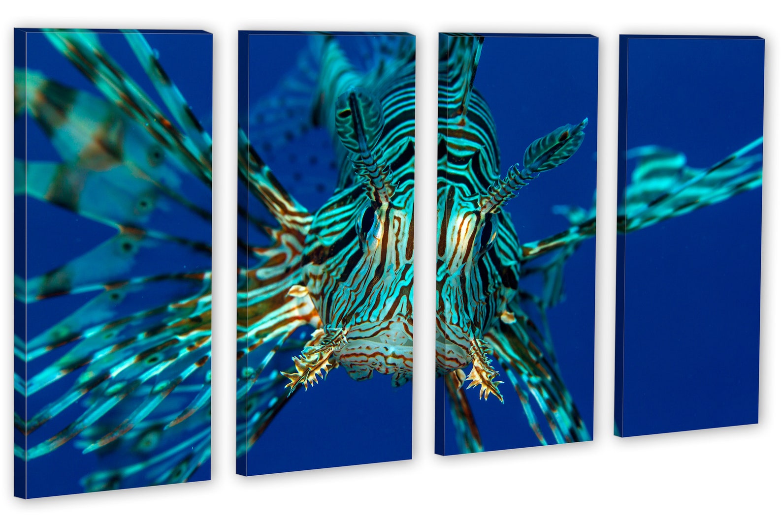 Red Sea Lionfish Wall Art Closeup Canvas Print Wall Art Etsy