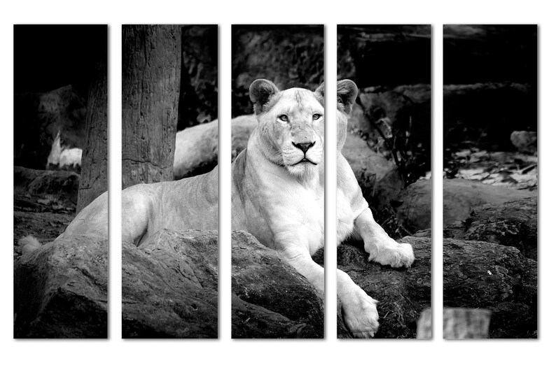 Lioness in Black and White Canvas Print Wall Art 3 Panel Etsy