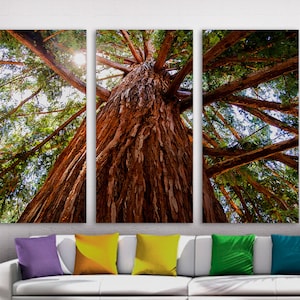 May include: A close-up view of a large tree trunk with branches reaching up towards the sky. The bark is brown and textured, and the branches are covered in green leaves. The image is split into three sections, showing the tree from different angles.