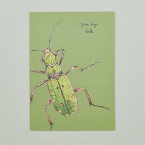 Cartão de felicitações artesanal Tiger Beetle, cartão reciclado