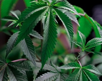 Vape and Weed Review  Form - list effects, potency and flavors  Keep track of Buds and Duds medical & recreational
