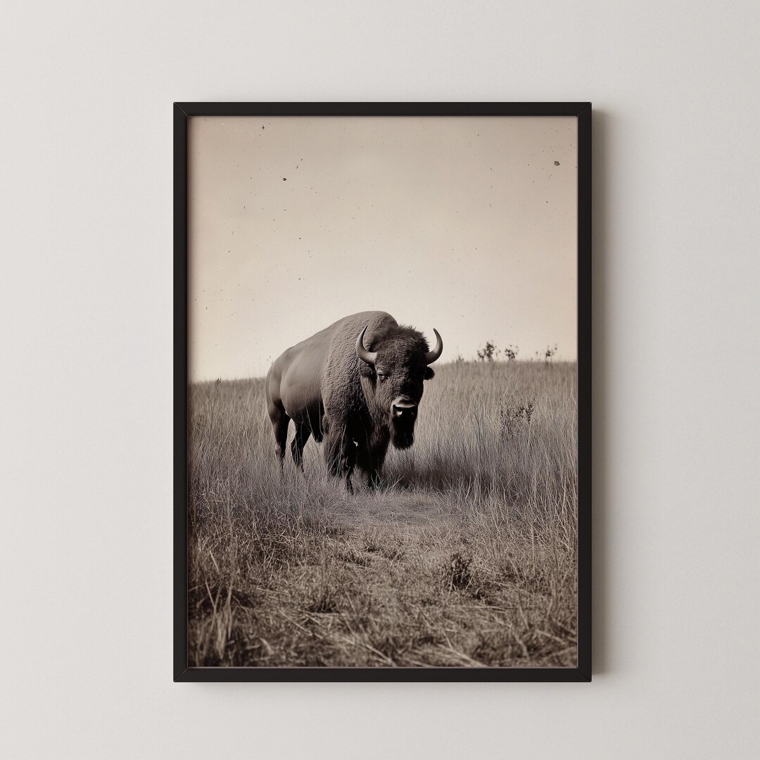 Vintage Lone Bison Print - Buffalo Art Rustic Farmhouse Decor Western ...