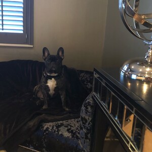 May include: A black French bulldog sits on a blue velvet dog bed with a black throw blanket. The dog bed has a tufted design and is in a room with a black side table and a silver globe ornament.