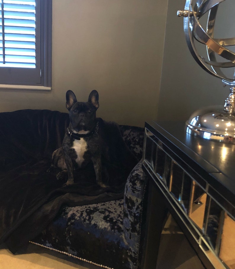May include: A black French bulldog sits on a blue velvet dog bed with a black throw blanket. The dog bed has a tufted design and is in a room with a black side table and a silver globe ornament.