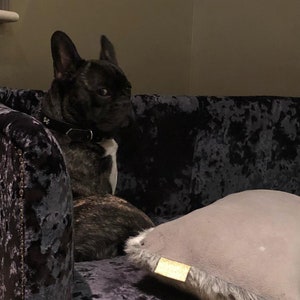 May include: A black French bulldog with a black leather collar sits in a plush, dark gray velvet dog bed with a gray pillow.