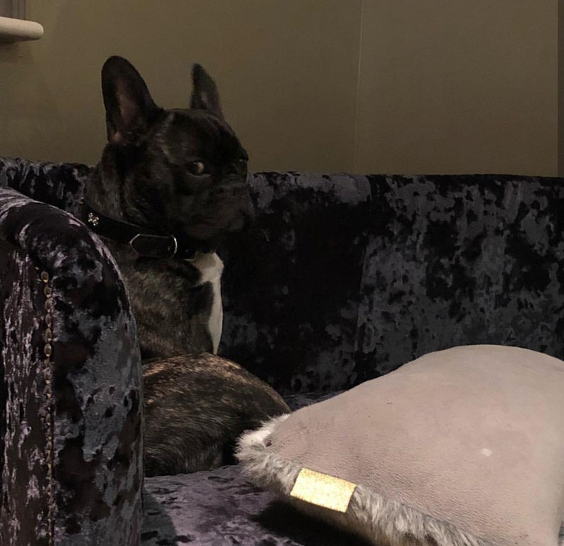 May include: A black French bulldog with a black leather collar sits in a plush, dark gray velvet dog bed with a gray pillow.