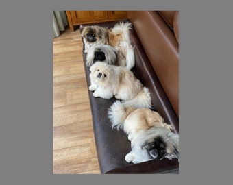 Dog Sofa For Multiple Dogs, Extra Long Memory Foam Dog Bed