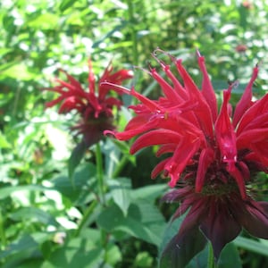 Monarda, bee balm print from original photo blank card 5x7