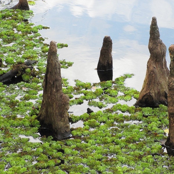 Southern Bald Cypress Knee | Freshly Harvested - Cut to Order | 3"-28"