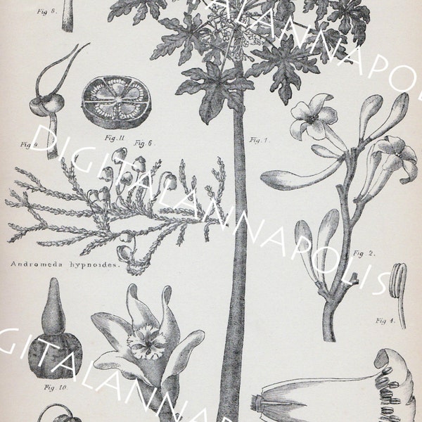 Vintage Antique Flower Plant Botany Andromeda  Leaf Image Altered Art  Supply 300 dpi jpg Digital Download Printable Clip Art 19th Century