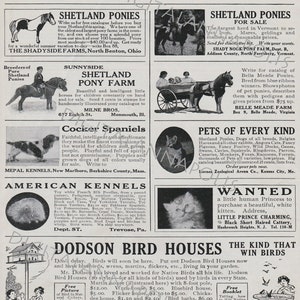 Peut inclure: Une publicité vintage dans un journal pour des animaux de compagnie, notamment des poneys Shetland, des cockers anglais et des chenils américains. La publicité présente des illustrations des animaux et des coordonnées pour les éleveurs et les vendeurs.