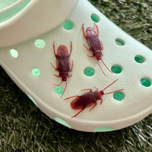 May include: Three realistic-looking brown plastic cockroaches are placed on a white plastic clog. The clog has a green interior and is made of a soft, flexible material.