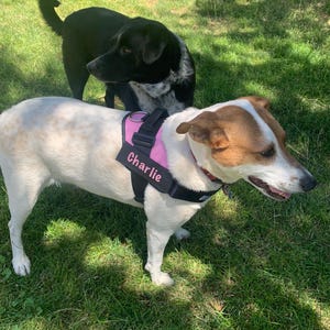 custom Named Dog Harness