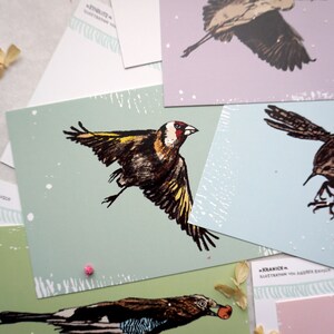 May include: A set of five illustrated postcards featuring different birds in flight. The birds are drawn in a vintage style with black ink and watercolor washes. The postcards are printed on a textured paper with a white background. The text on the postcards reads "Illustrations by Andrej Radic".
