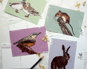 Animal Illustration Postcard Set: Hare, Duck, Mouse, Nuthatch