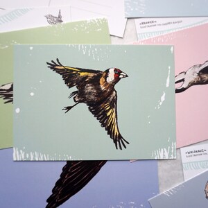 May include: A set of five illustrated cards featuring different birds. The cards are printed on a textured paper with a light green, light blue, pink, and purple background. The birds are drawn in black ink with details in yellow, red, and brown.