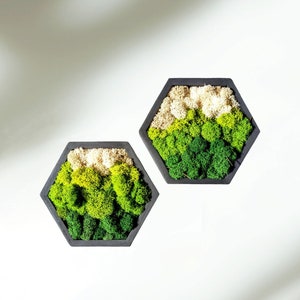 Unique Moss Wall Art Framed Black 6x5 Hexagon Wood Artwork Decor Preserved Live Green Reindeer Tree Plant Home