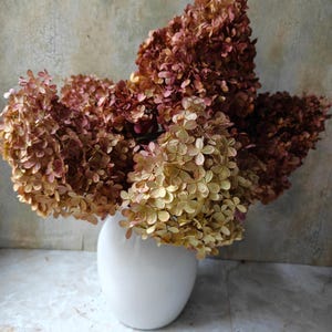 May include: A bouquet of dried hydrangea flowers in shades of deep burgundy, rust, and muted gold, arranged in a smooth, white, rounded ceramic vase. The flower heads are dense and textured, displaying a natural, aged appearance with varied tones.